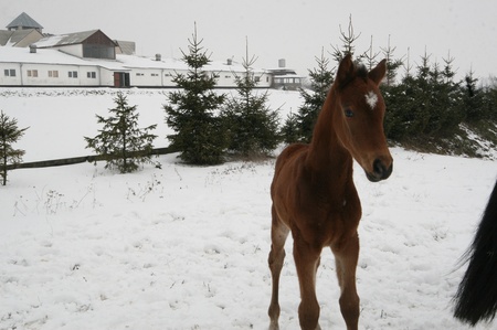 Діти Жашкова